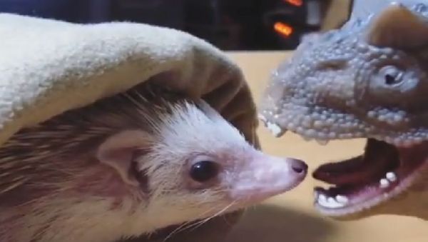 Hedgehog  - Sputnik International