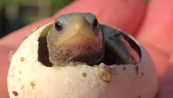 Hello World! Rescue Facility Welcomes Diamondback Terrapin Hatchling - Sputnik International