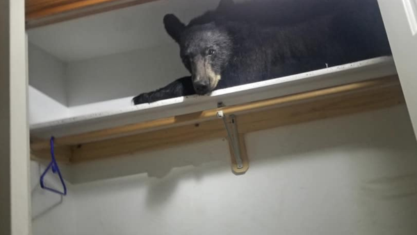 Young black bear found in Montana family's mudroom - Sputnik International
