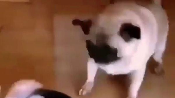 Dog - Sputnik International