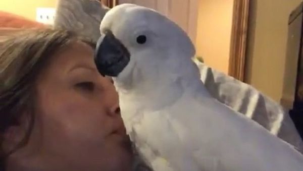 Parrot - Sputnik International