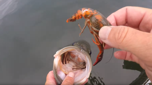 Down the Hatch: Angler Gives Treat to Largemouth Bass Before Release - Sputnik International