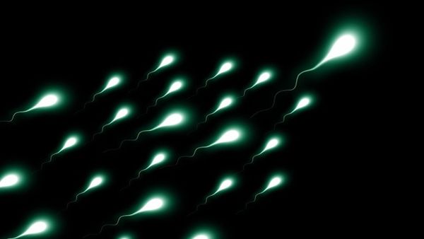 Spermatozoa - Sputnik International