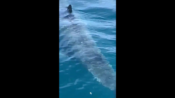 Massive shark spotted swimming near Martha's Vineyard, Massachusetts - Sputnik International