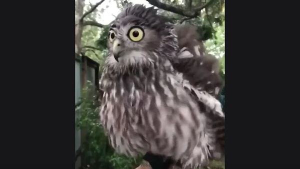 Owl - Sputnik International
