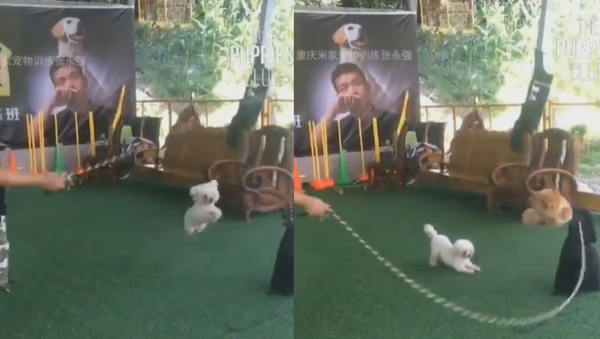 Trio of Talented Pups Jump Rope  - Sputnik International