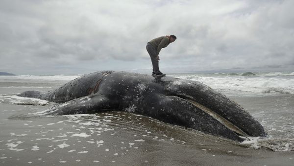 In this May 6, 2019 file photo, Duat Mai stands atop a dead whale at Ocean Beach in San Francisco. Federal scientists on Friday, May 31 opened an investigation into what is causing a spike in gray whale deaths along the West Coast this year - Sputnik International