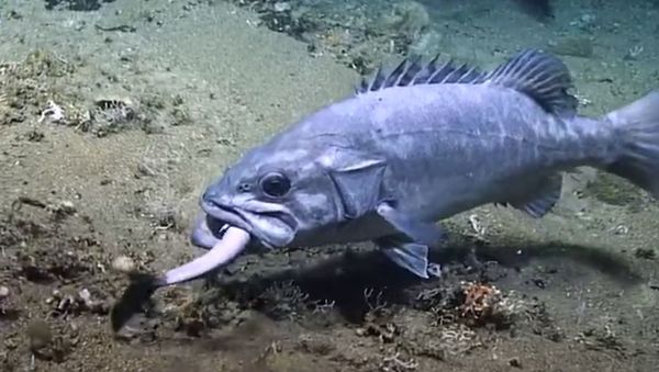 Grouper vs Shark - Sputnik International