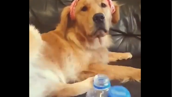Golden Retriever - Sputnik International