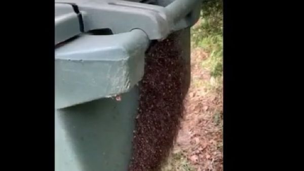 Thousands of spiders - Sputnik International