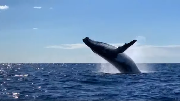 Priceless! Australian Charter Guests Witness Double Whale Breach - Sputnik International