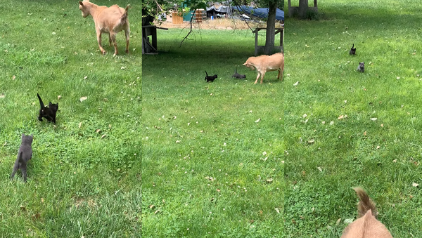 No Kidding Around: Tiny Kittens Strike Fear Into Goat  - Sputnik International