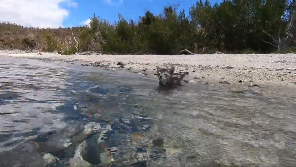 Six-Week Old Rescue Kitten Takes on Ocean Waters  - Sputnik International