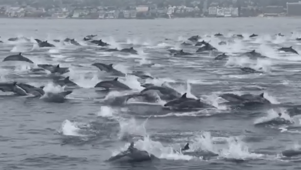 Dozens of Young Dolphins Spotted off California Coast  - Sputnik International