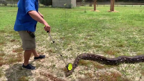 Rick the Reptile Guy - Sputnik International