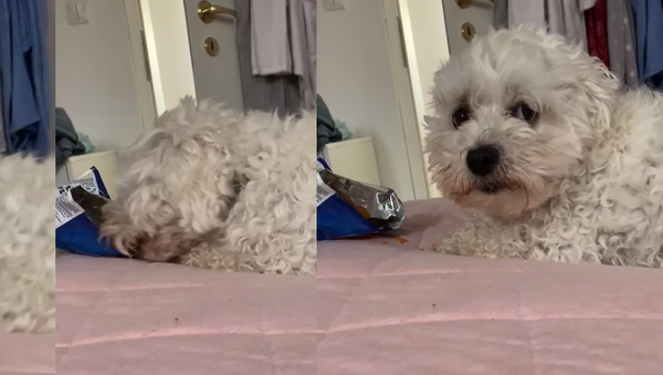 Mischievous Pup Caught Munching on Owner’s Chips   - Sputnik International