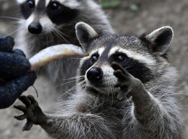 Feeding racoons at a safari park in Russia's Primorsky region - Sputnik International