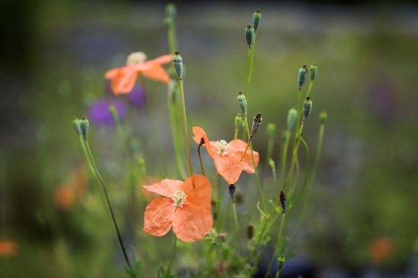 Mountain papavers are pictured in Dzhimara river-valley, Russia's Republic of North Ossetia - Alania. Mountain papavers are pictured in Dzhimara river-valley, Russia's Republic of North Ossetia - Alania. - Sputnik International