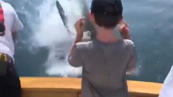 Great White Shark Leaps in Front of Boat Off US Coast  - Sputnik International
