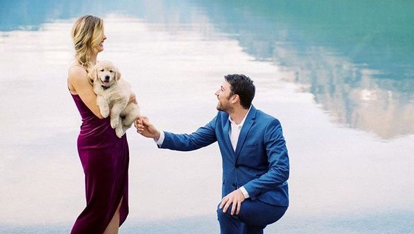 Golden Retriever Proposal - Sputnik International