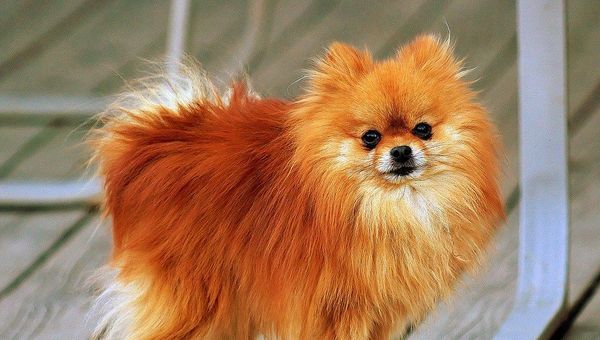 Pomeranian orange-sable Coco Pomeranian orange-sable Coco - Sputnik International