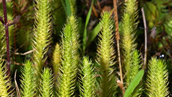 Marsh Clubmoss Lycopodiella inundata (Lycopodiaceae) - Sputnik International