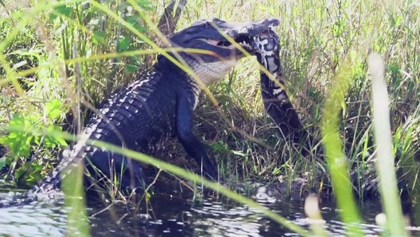 Alligator catches a python in its jaws, thrashes mouth in a display of power - Sputnik International