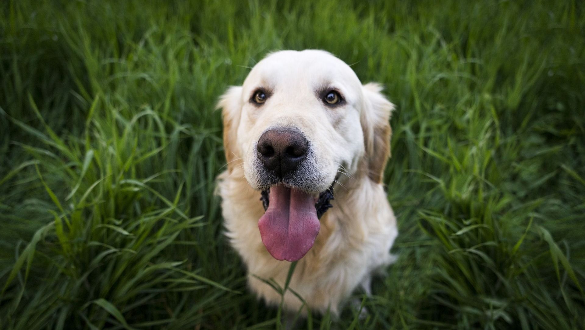 Golden retriever Golden retriever - Sputnik International, 1920, 04.05.2021