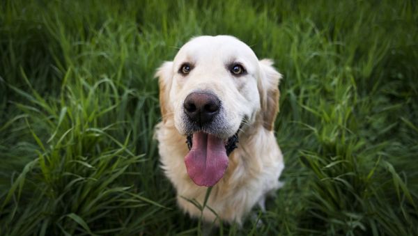 Golden retriever  - Sputnik International