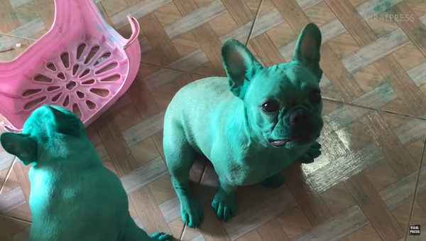 Mischievous French Bulldogs Go Green With Food Coloring - Sputnik International
