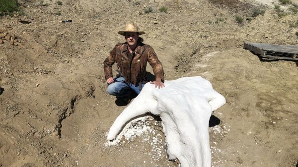 US Student Discovers 65 Million-Year-Old Triceratops Skull in North Dakota (Photo) - Sputnik International