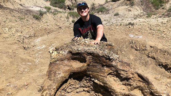 Harrison Duran, a fifth-year biology student, discovered a Triceratops skull during a paleontology dig in North Dakota - Sputnik International
