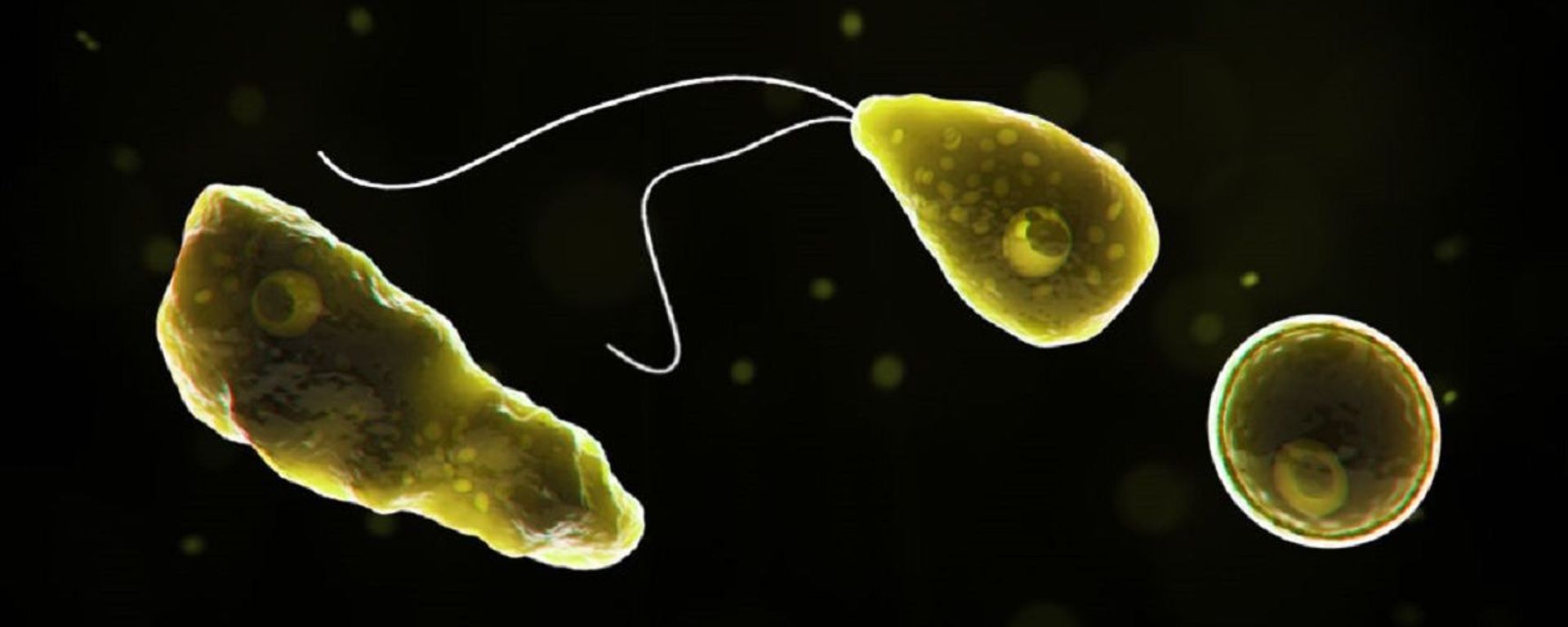 Naegleria fowleri  - Sputnik International, 1920, 13.07.2022