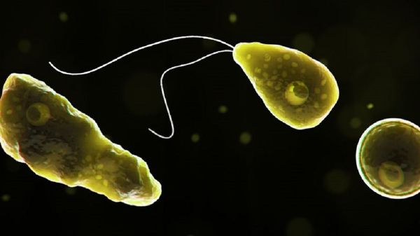 Naegleria fowleri  - Sputnik International