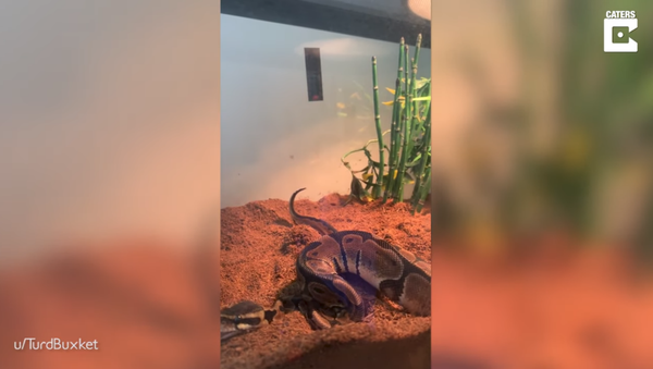 Owner Captures Moment Python Passes Gas - Sputnik International