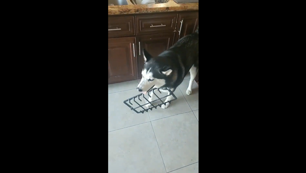 Husky Fails at Sneakily Nabbing Freshly Cooked Cookies - Sputnik International