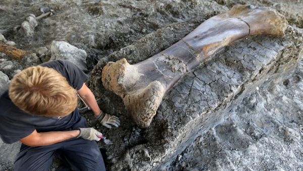 A man inspects the femur of a Sauropod after it was discovered earlier in the week during excavations at the palaeontological site of Angeac-Charente - Sputnik International
