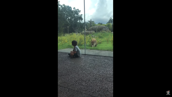 Prowling Lioness Sets Gaze on Small Child - Sputnik International