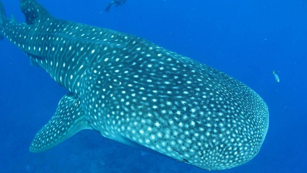 Whale Shark - Sputnik International