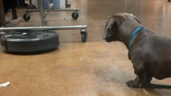 Miniature Dachshund Takes on Treacherous Roomba - Sputnik International
