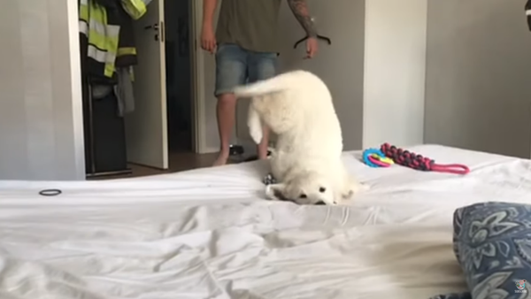 Failed Landing Leaves Golden Retriever Pup Sliding Across Bed - Sputnik International
