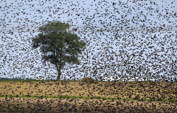 This Week in Pictures: 27 July - 2 August - Sputnik International