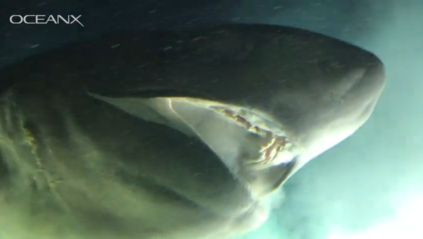 The bluntnose sixgill shark - Sputnik International