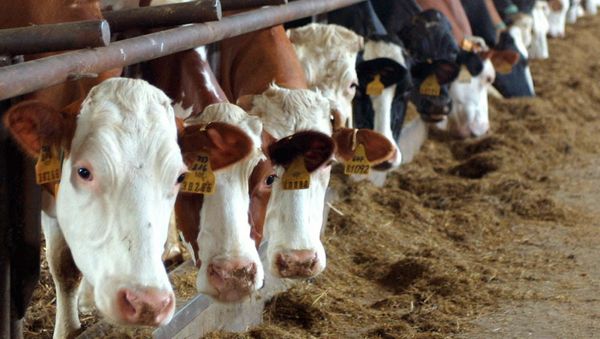 A herd of cows at an agriculture farm in the village of Dusejov, Czech Republic - Sputnik International