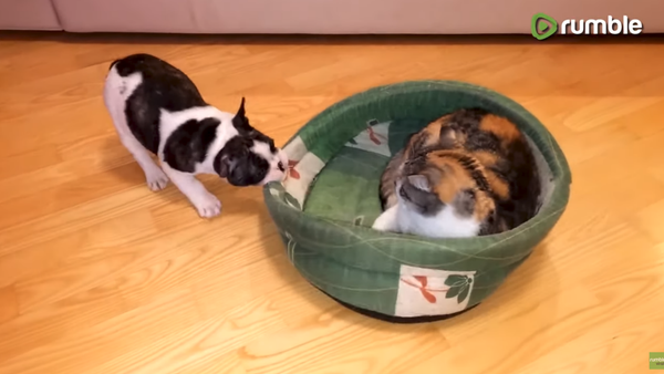 Pup Fights Cat Over Stolen Doggy Bed - Sputnik International