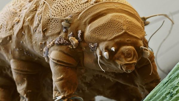 Water bear - Sputnik International