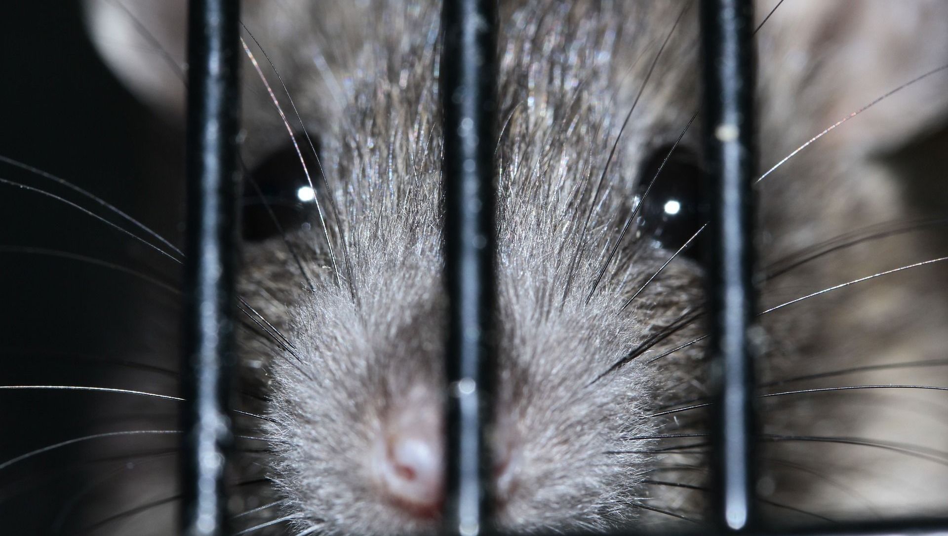 Rat Rat - Sputnik International, 1920, 24.06.2021