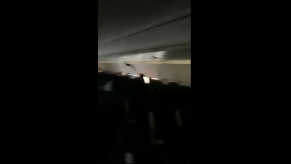 Bat Sneaks Onto Spirit Airlines Flight - Sputnik International