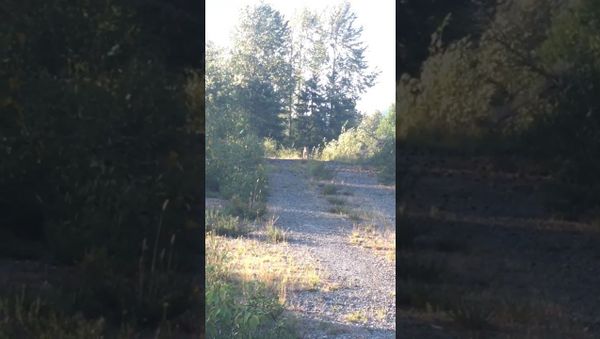 Hungry Cougar Stalks girl on Vancouver Island - Sputnik International