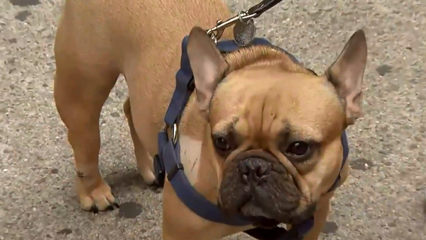 Winston, a French Bulldog from New York City, falls off six-story building and survives after crashing through a car's sunroof - Sputnik International